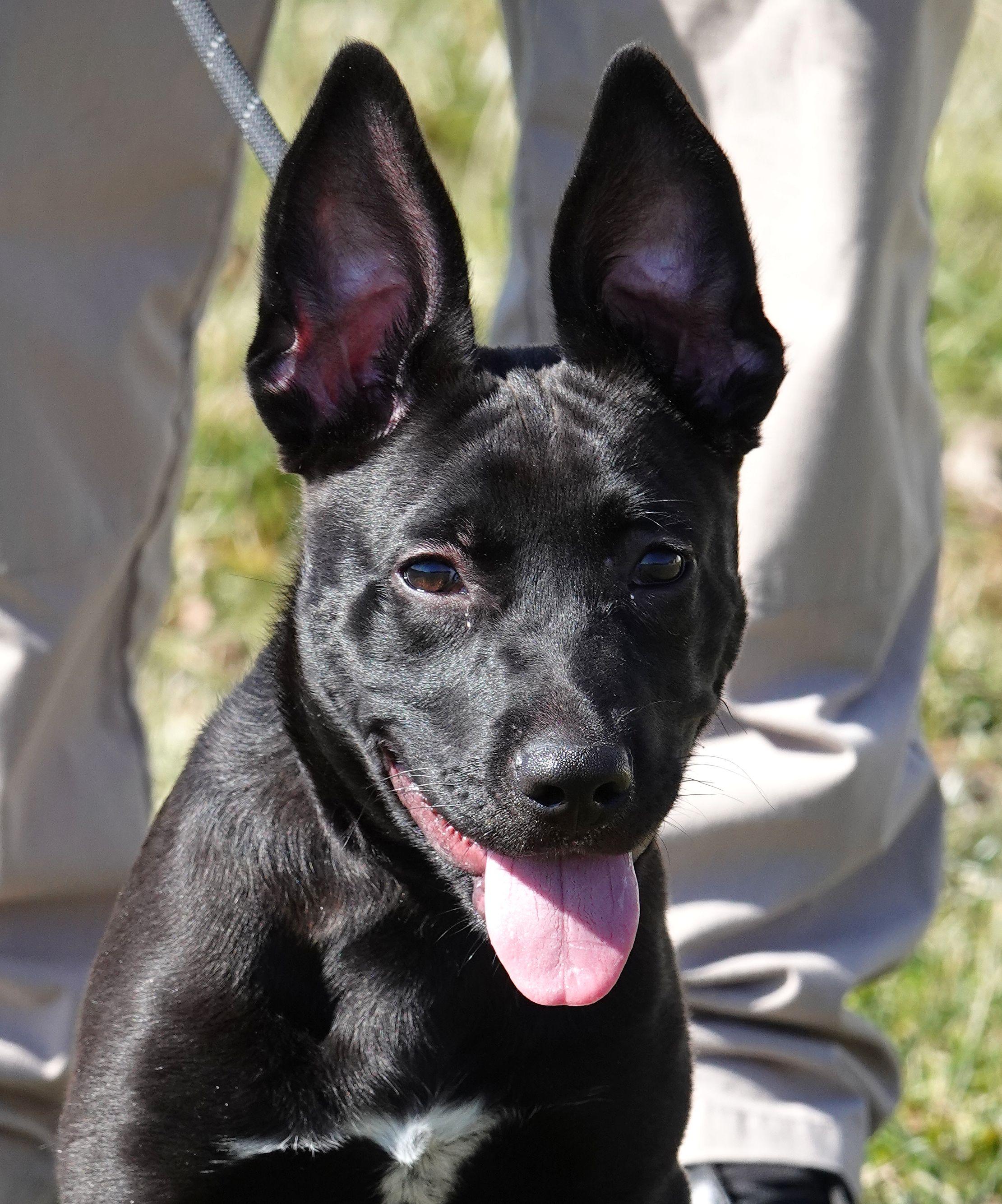Enlarge Rex, a ADOPTABLE mixed breed in Millfield, OH image 1/4