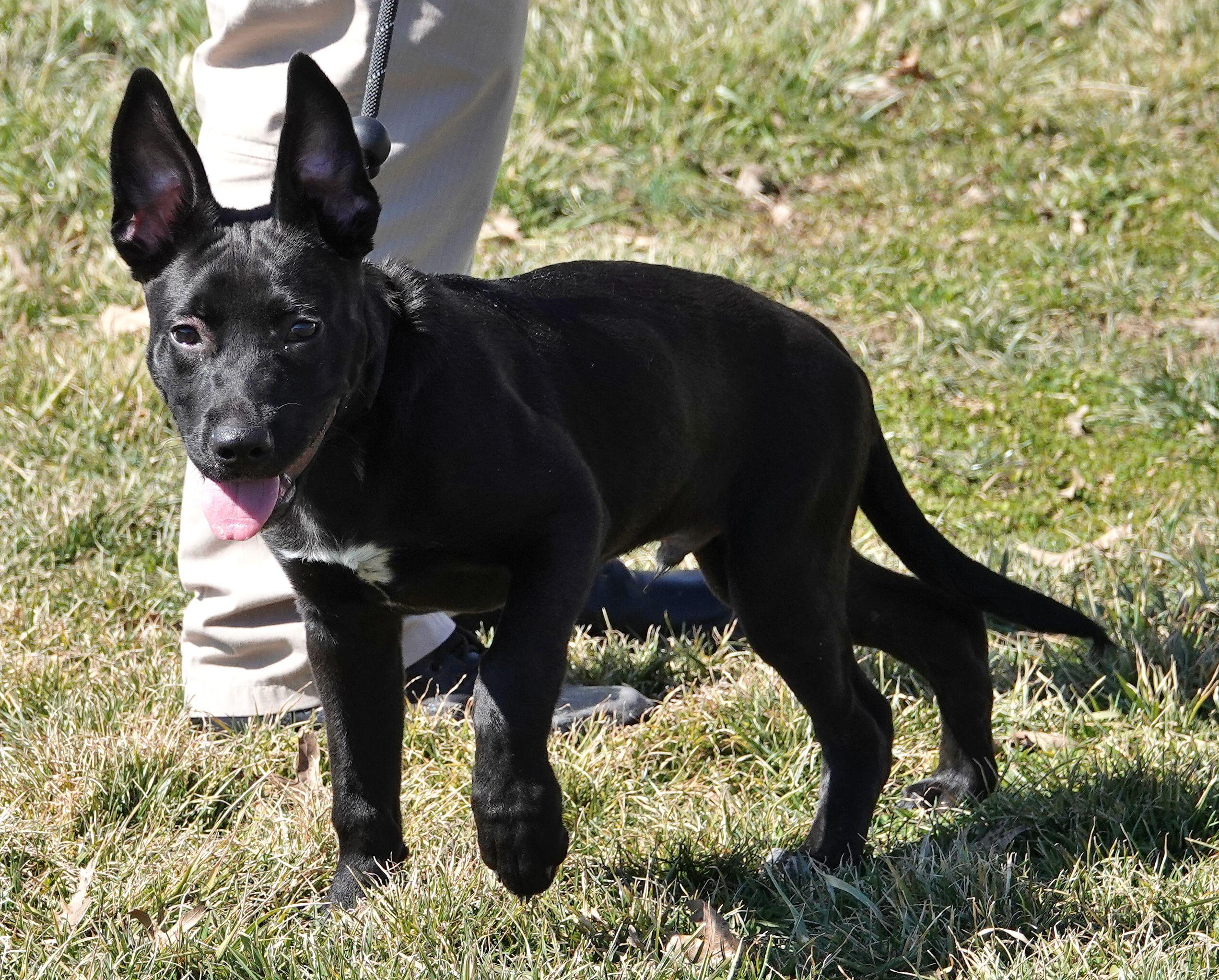Enlarge Rex, a ADOPTABLE mixed breed in Millfield, OH image 3/4