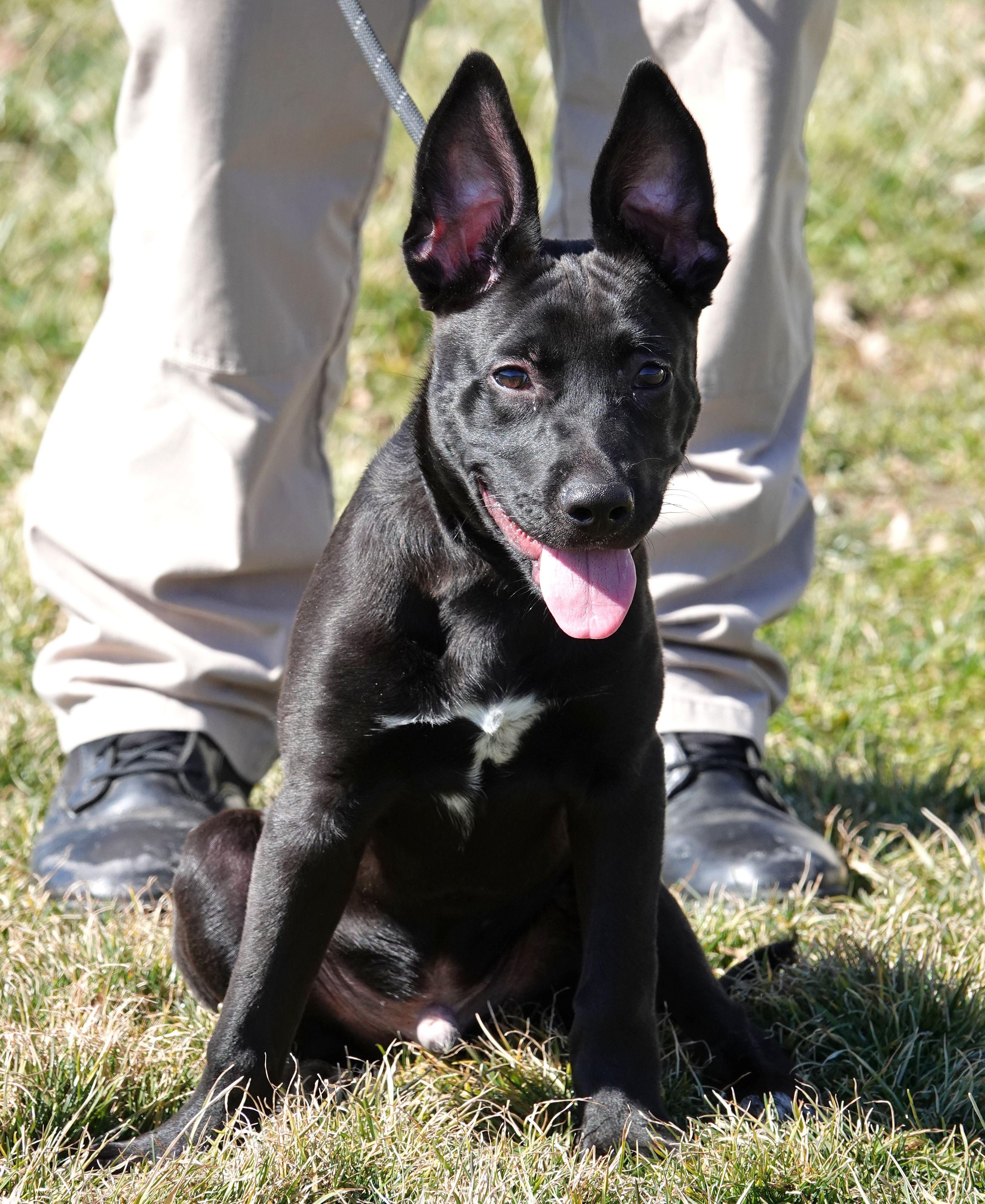 Enlarge Rex, a ADOPTABLE mixed breed in Millfield, OH image 4/4