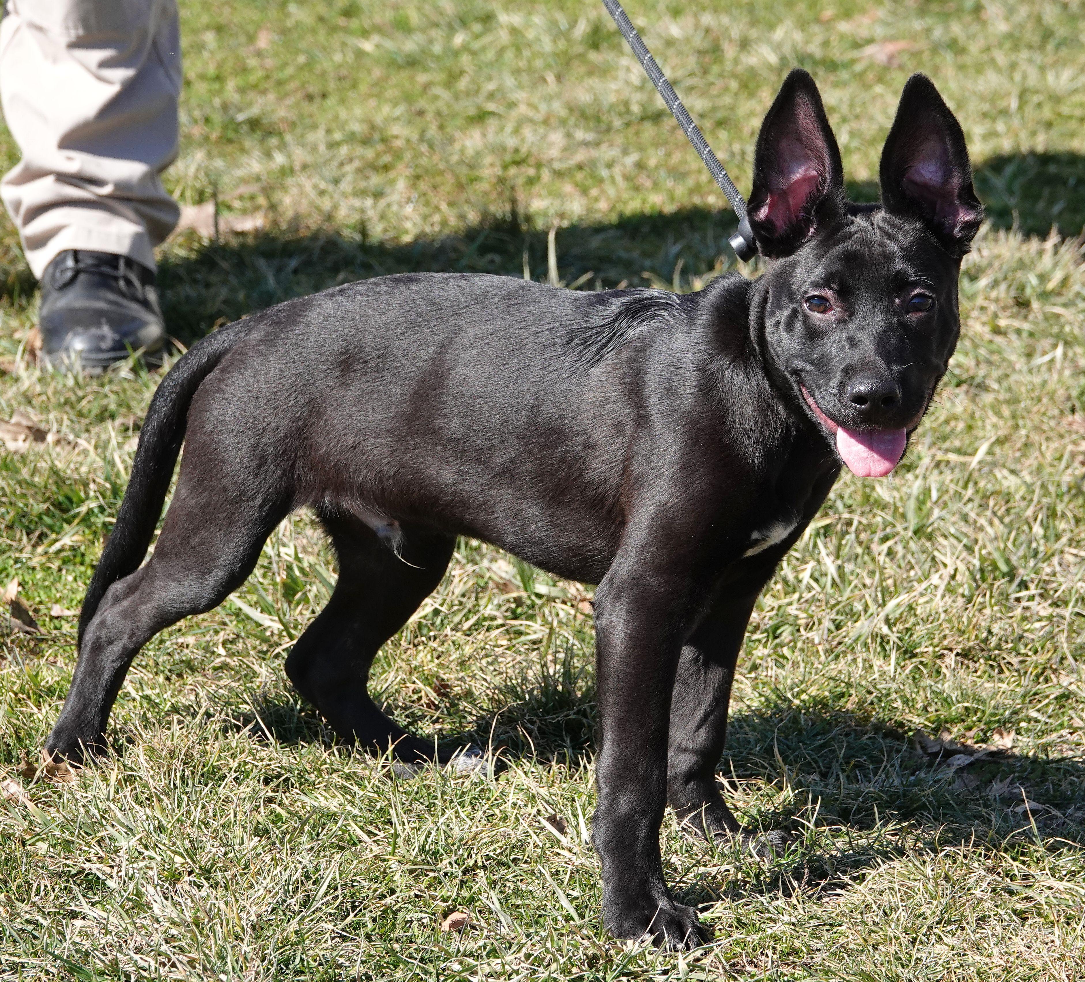 Enlarge Rex, a ADOPTABLE mixed breed in Millfield, OH image 2/4