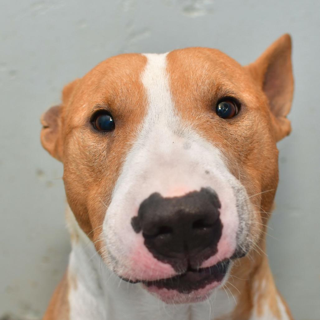Moose, Adoptable, Adult Male Bull Terrier.