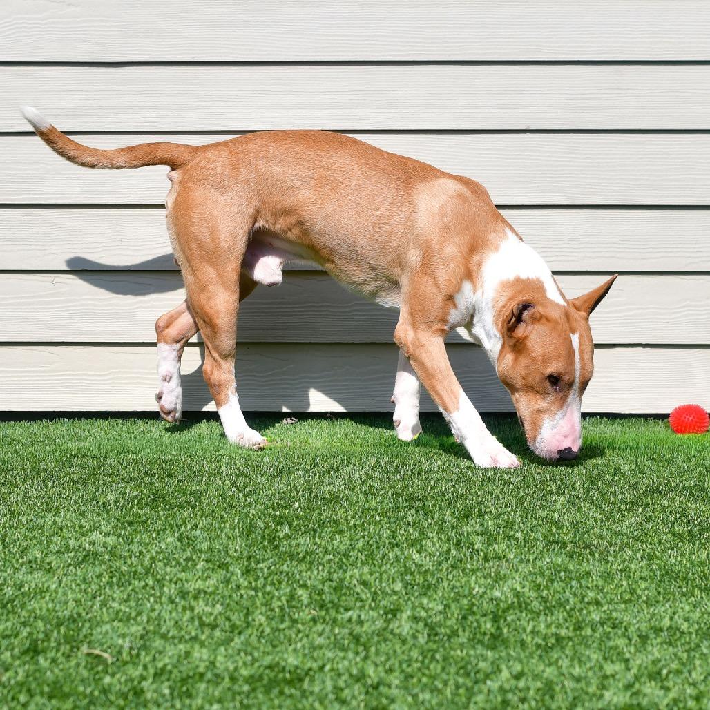 Moose, a Adoptable Bull Terrier in Ottawa, KS image 2/2