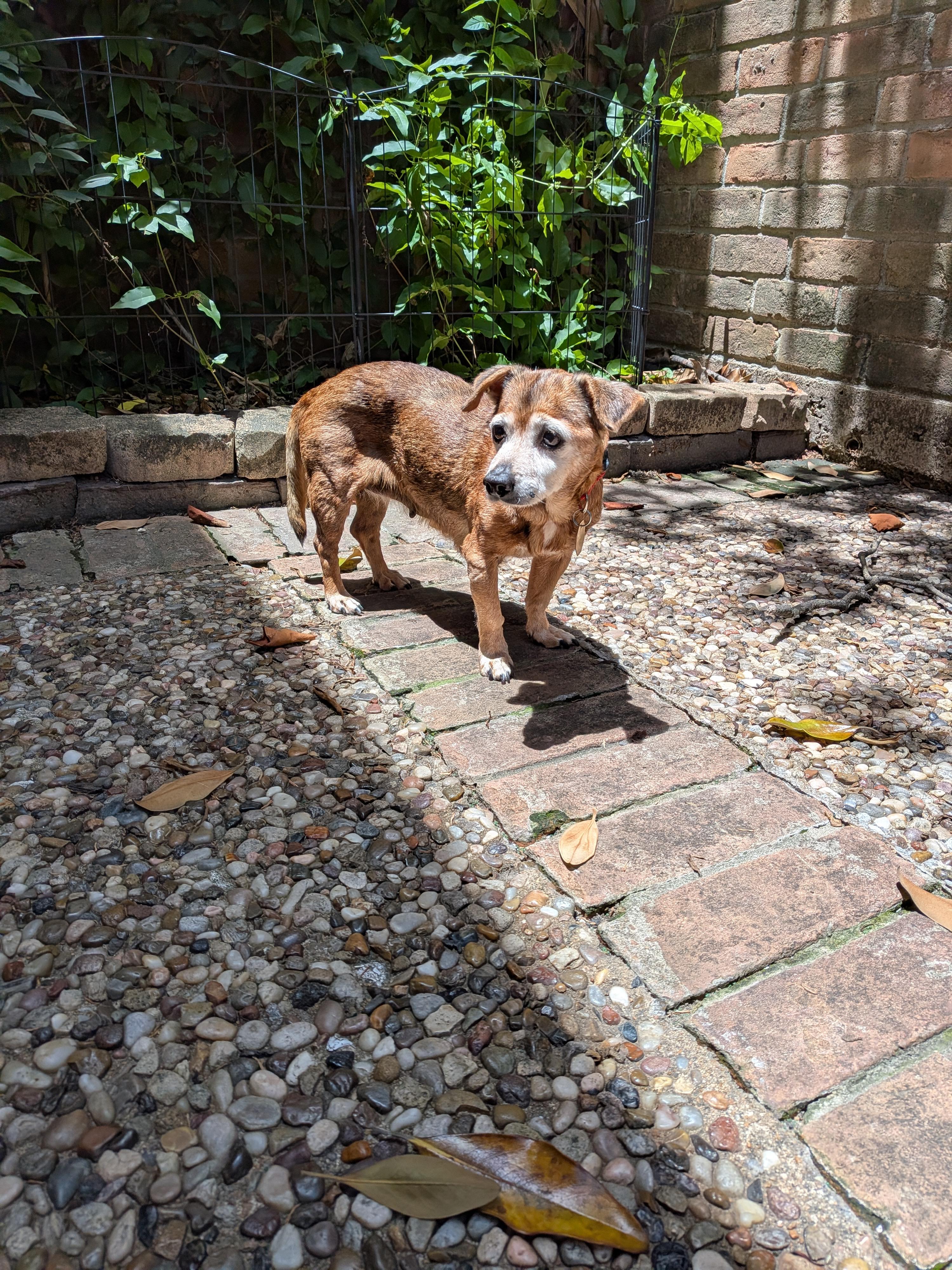Enlarge Rita, a Adoptable mixed breed in Downingtown, PA image 2/4
