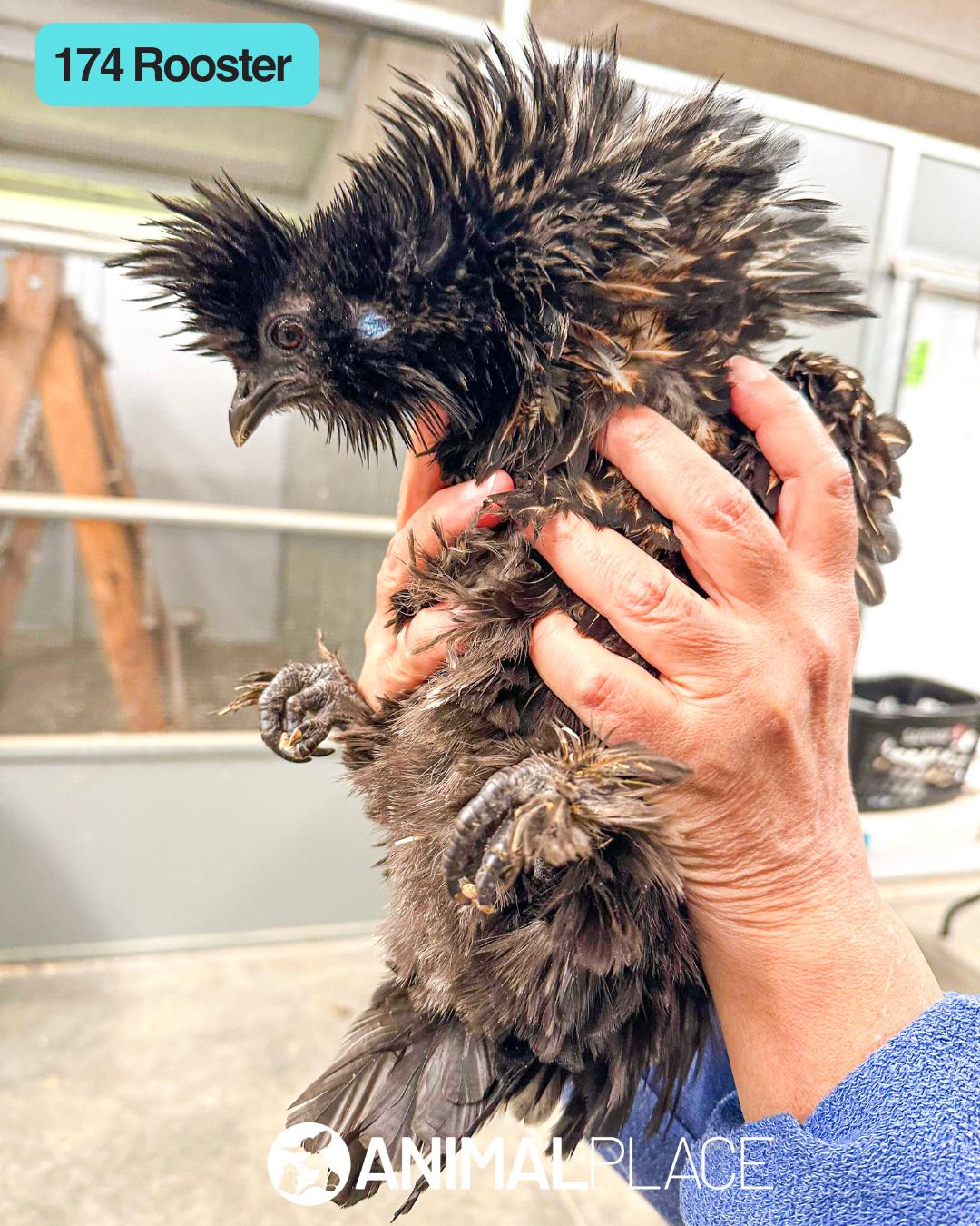 Espresso, ADOPTABLE, Adult Male Chicken.