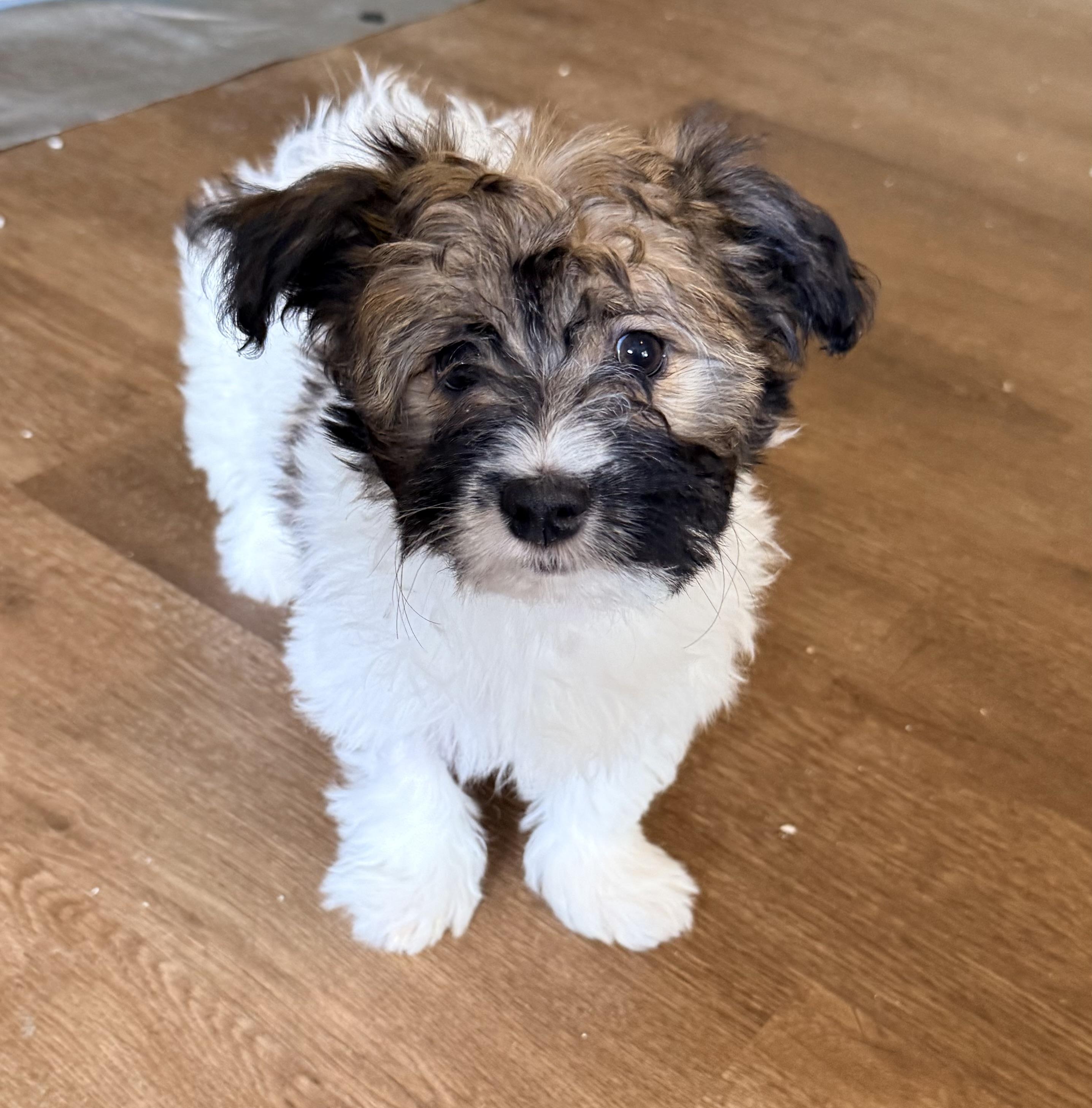 DELTA, a ADOPTABLE mixed breed in Cincinnati, OH image 2/2