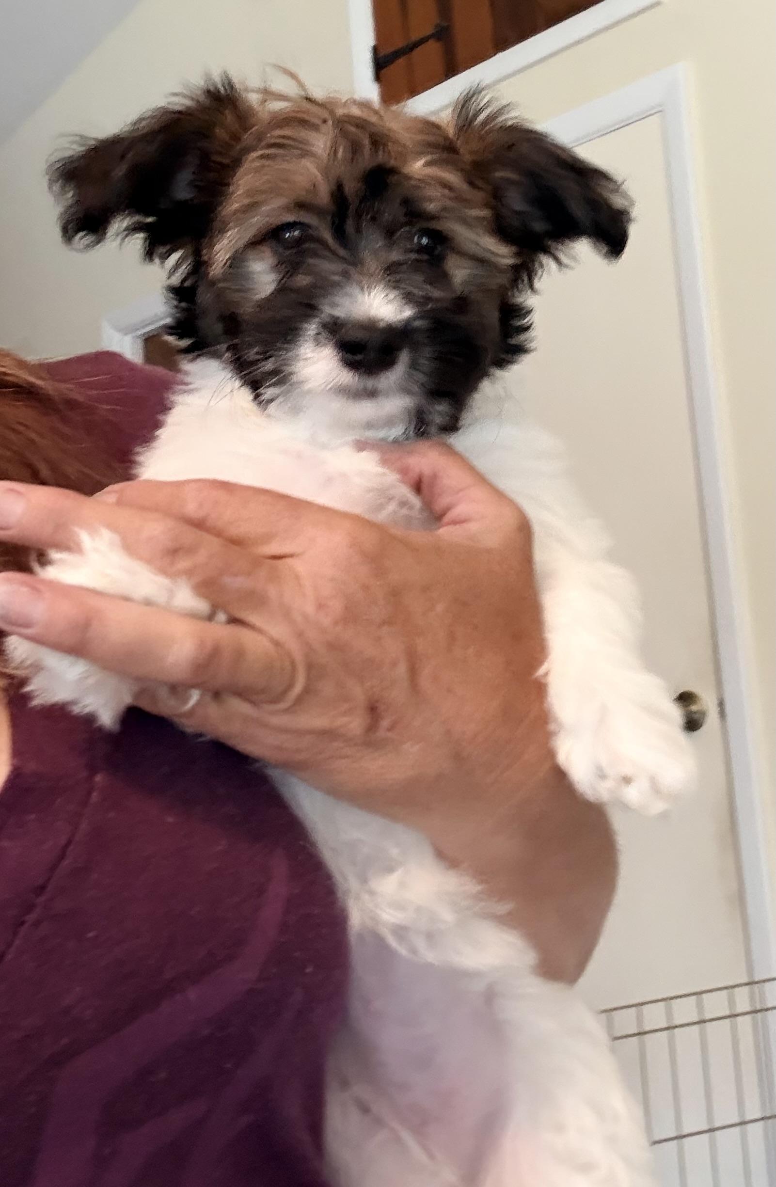 DELTA, a ADOPTABLE mixed breed in Cincinnati, OH image 1/2