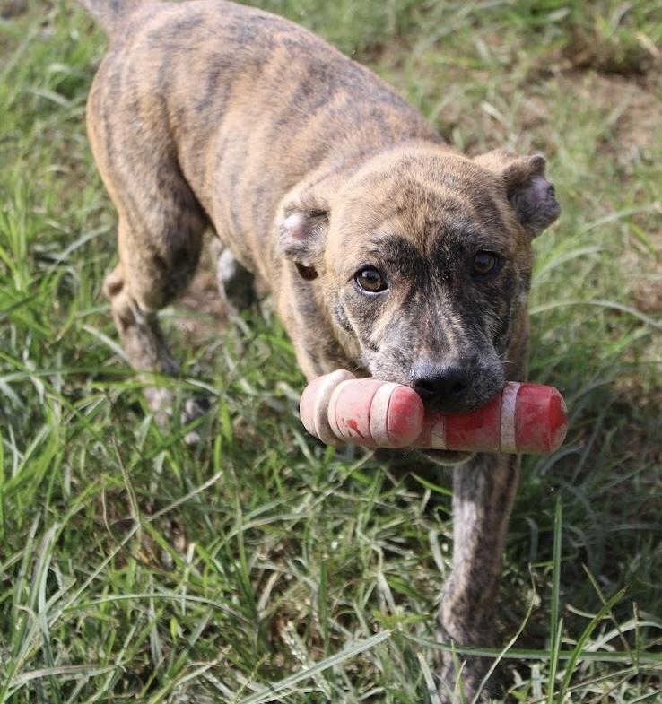 Enlarge Riley, a Adoptable mixed breed in Fairfax, VA image 4/6