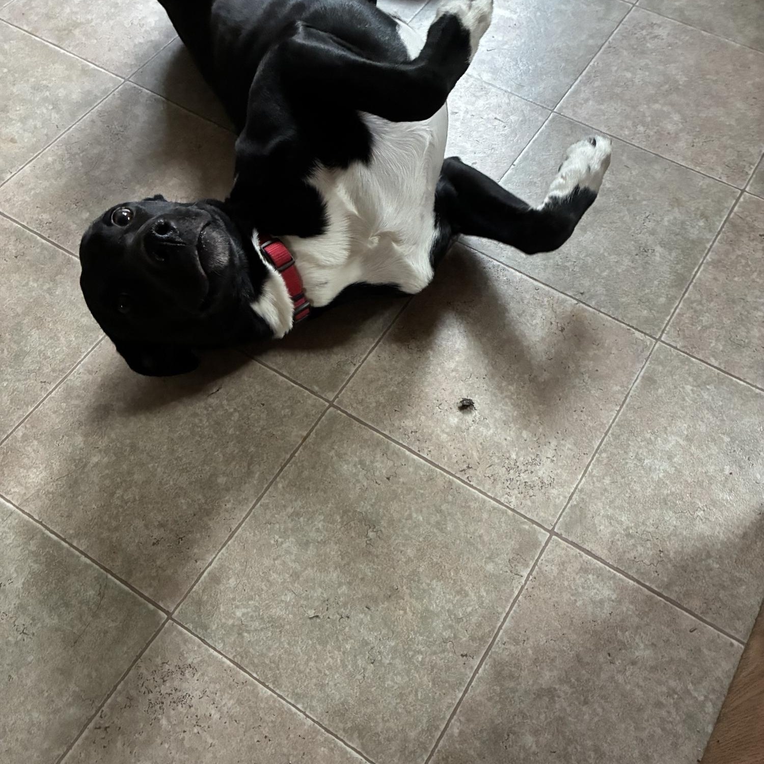 Joy, a ADOPTABLE mixed breed in Radford, VA image 2/3