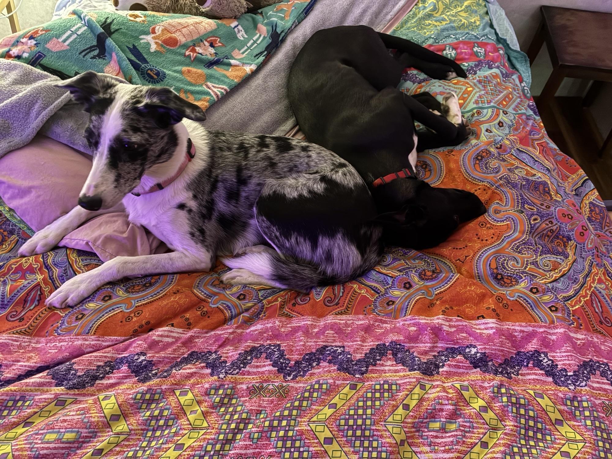 Joy, a ADOPTABLE mixed breed in Radford, VA image 3/3