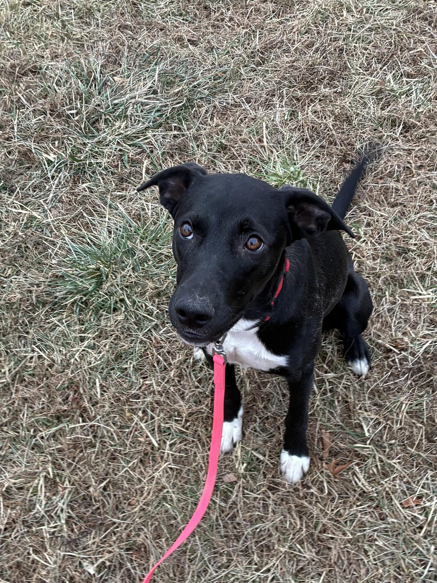 Joy, a ADOPTABLE mixed breed in Radford, VA image 1/3