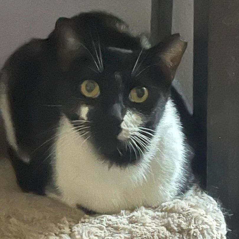 Funny Face, a Adoptable Tuxedo in Lauderhill, FL image 1/6