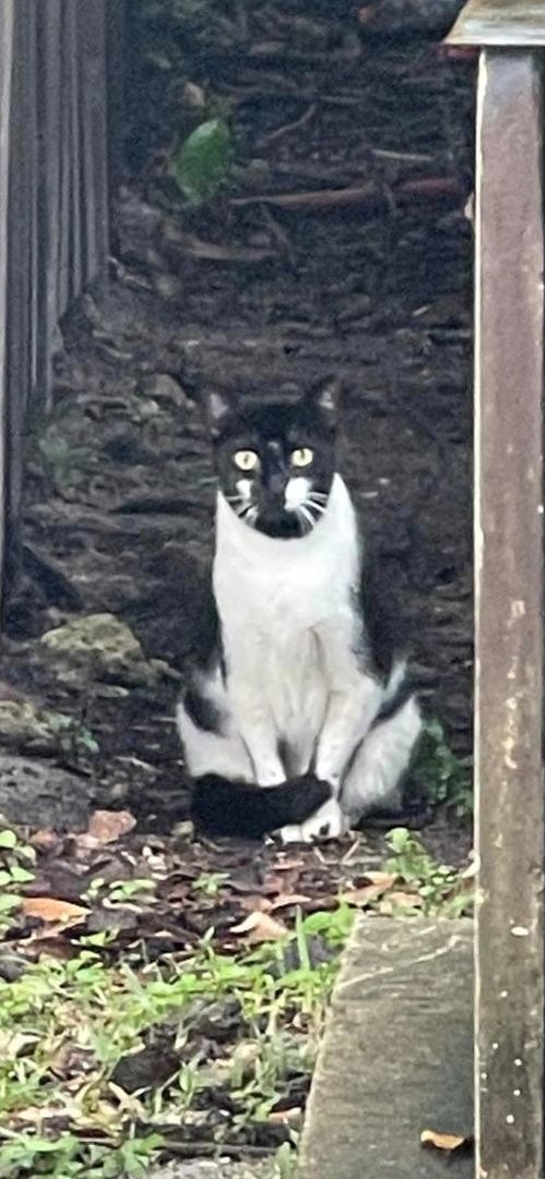 Funny Face, a Adoptable Tuxedo in Lauderhill, FL image 2/6