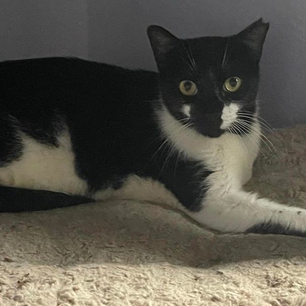 Funny Face, a Adoptable Tuxedo in Lauderhill, FL image 3/6