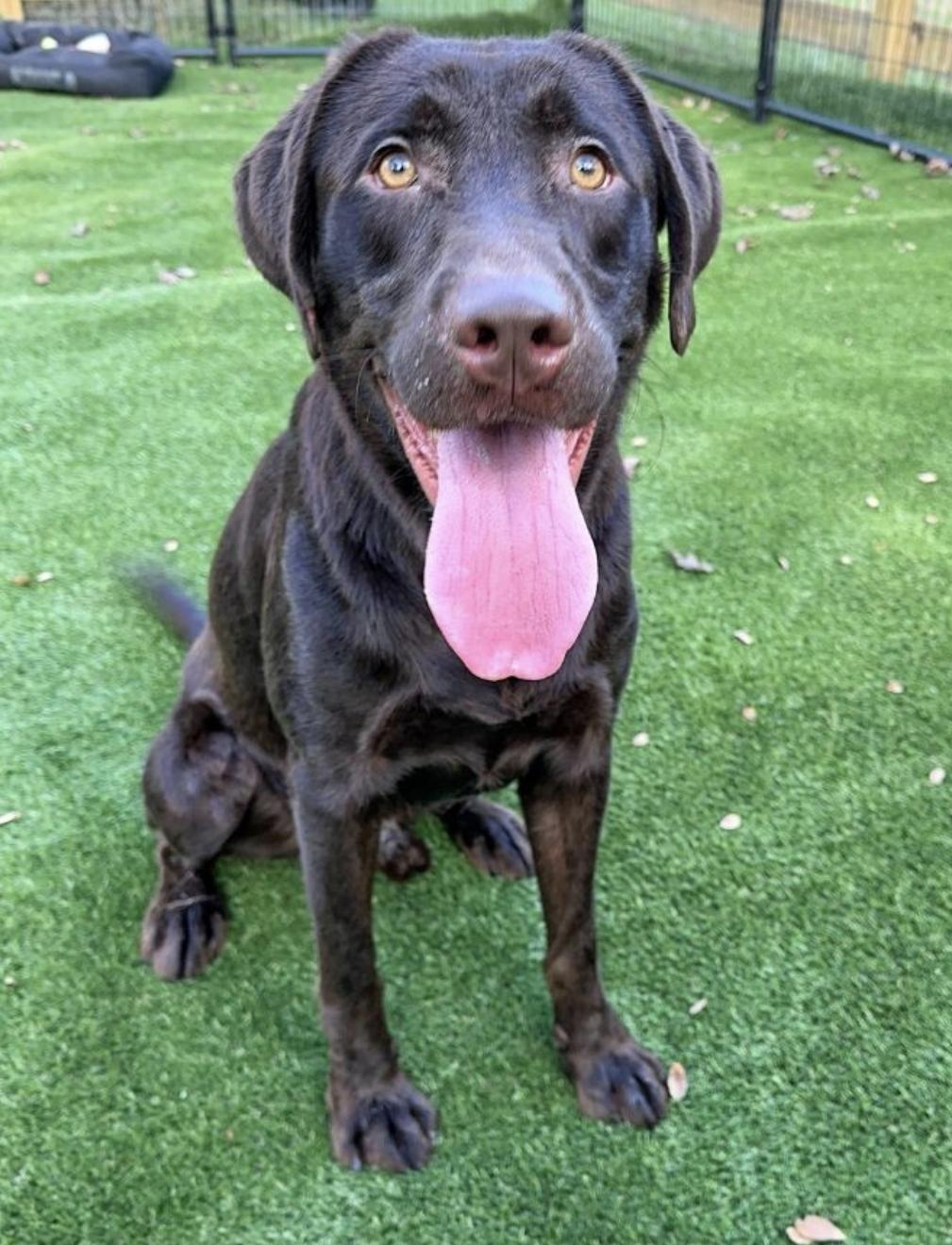 Enlarge Berenstain, a Adoptable mixed breed in Spring, TX image 1/1