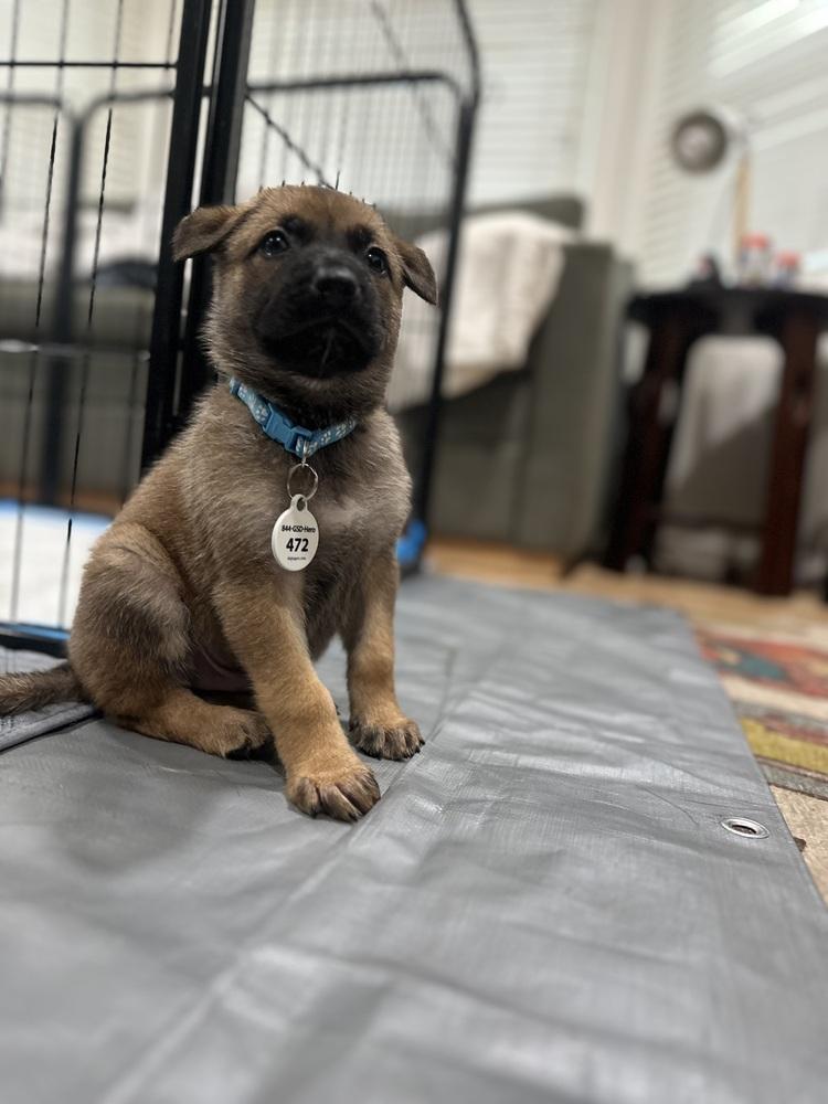 Enlarge Koper aka (Copper) and Light Blue Collar, a Adoptable German Shepherd Dog in Palo Alto, CA image 1/6