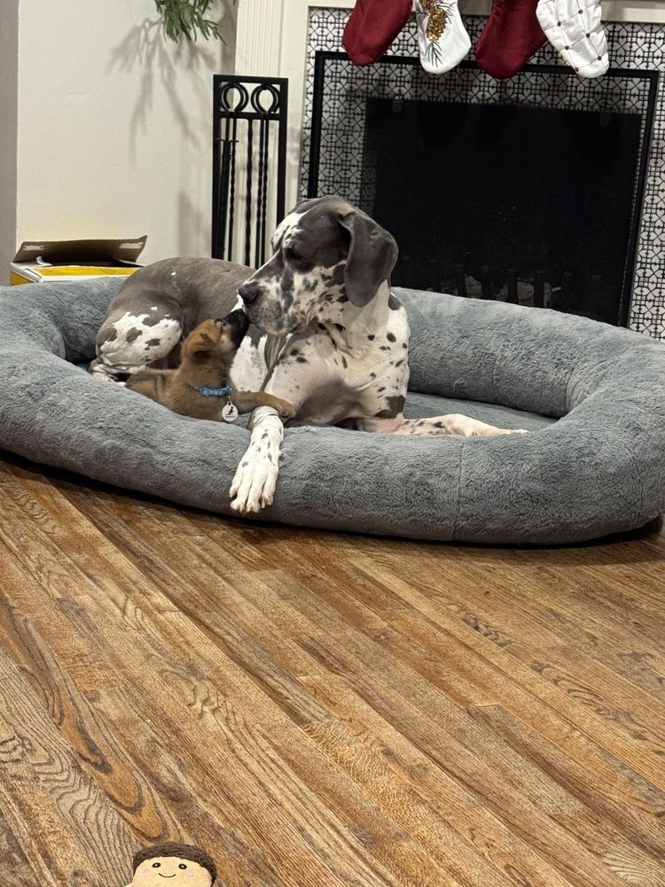 Enlarge Koper aka (Copper) and Light Blue Collar, a Adoptable German Shepherd Dog in Palo Alto, CA image 3/6