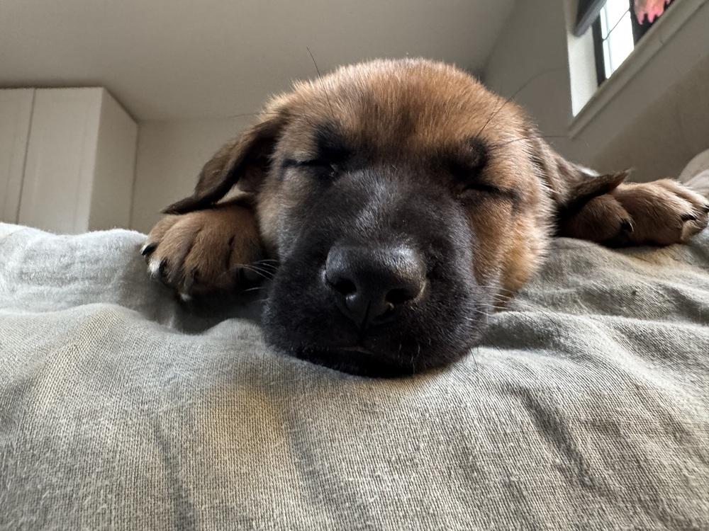 Enlarge Koper aka (Copper) and Light Blue Collar, a Adoptable German Shepherd Dog in Palo Alto, CA image 4/6