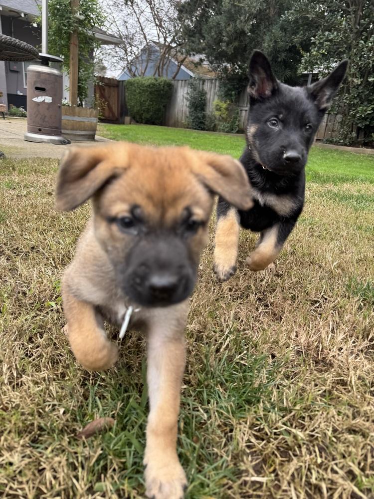 Enlarge Koper aka (Copper) and Light Blue Collar, a Adoptable German Shepherd Dog in Palo Alto, CA image 5/6