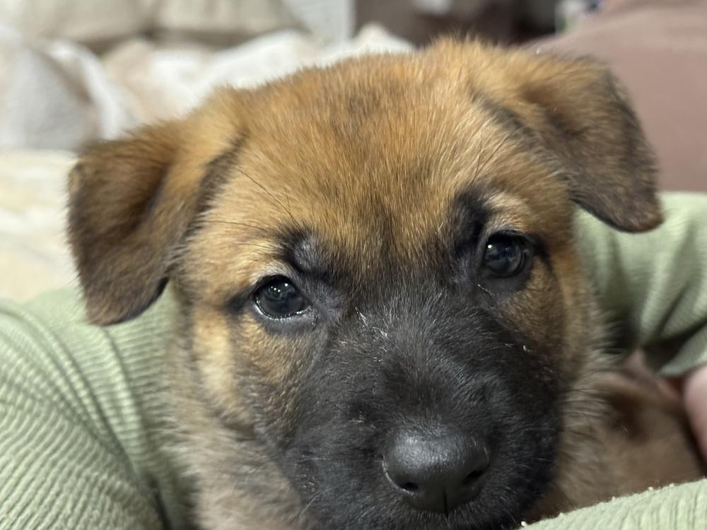 Enlarge Koper aka (Copper) and Light Blue Collar, a Adoptable German Shepherd Dog in Palo Alto, CA image 6/6