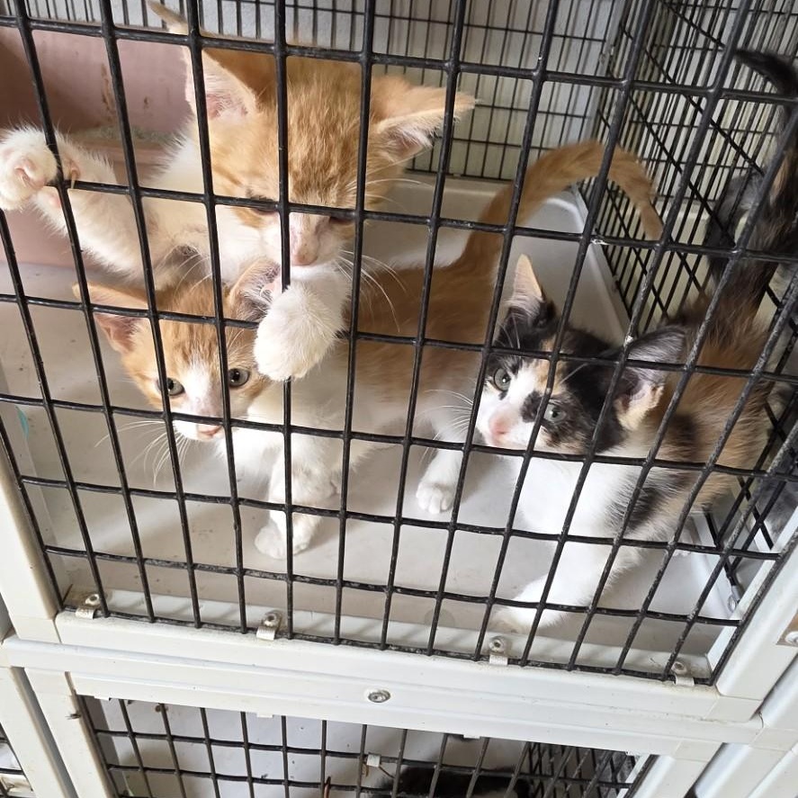 kittens, Adoptable, Young Male Domestic Short Hair.