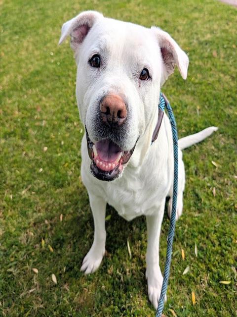 Enlarge MARABELLE, a Adoptable mixed breed in Mesa, AZ image 1/1