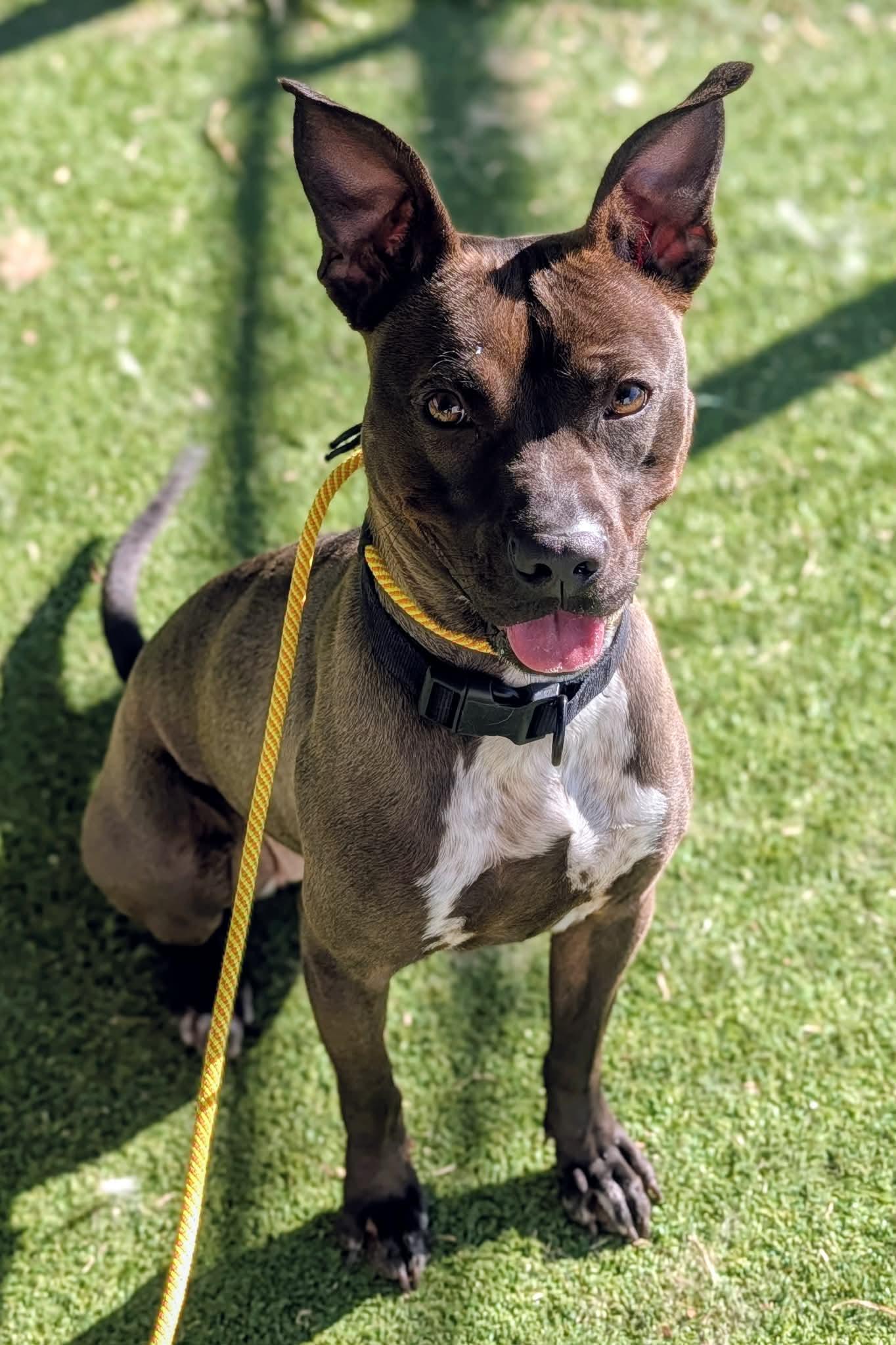 25-229, ADOPTABLE, Adult Female Pit Bull Terrier.