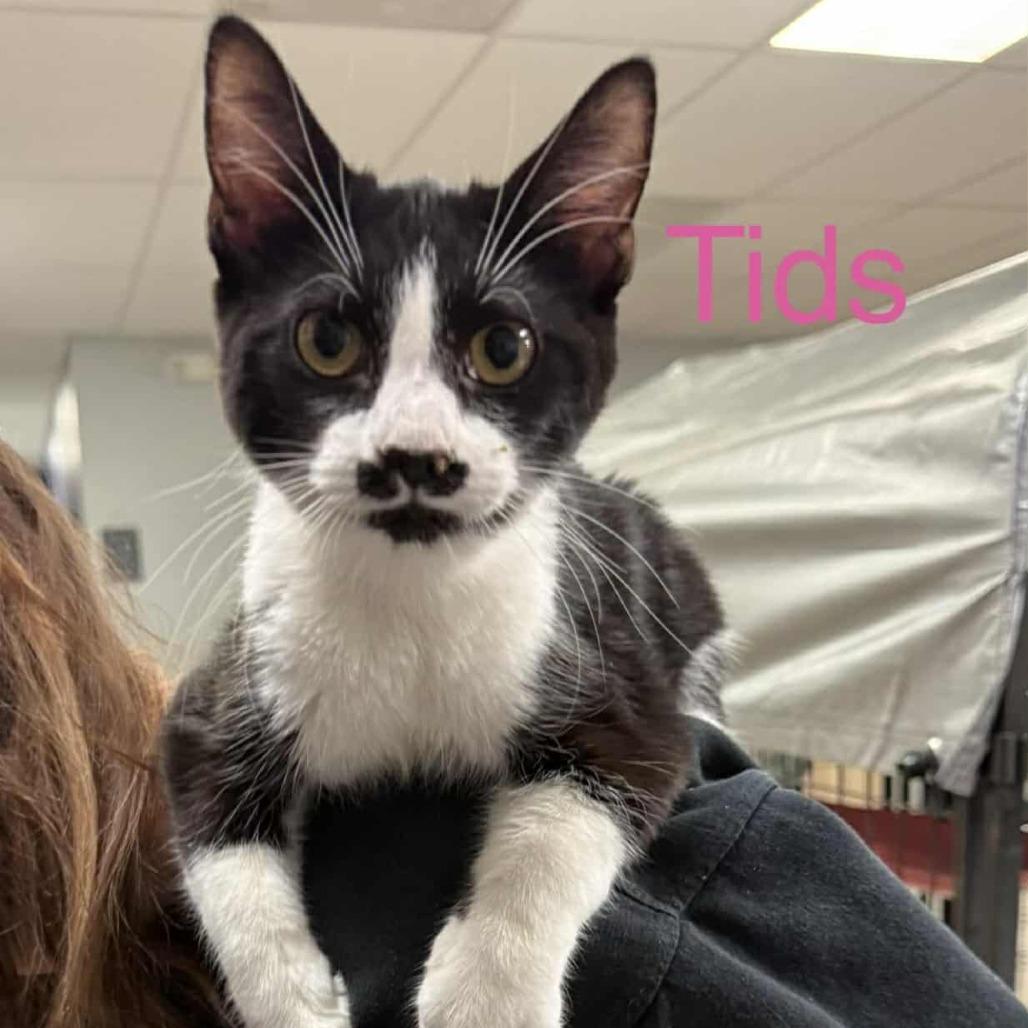 Enlarge Tids, a Adoptable Domestic Short Hair in Richmond, IN image 1/1