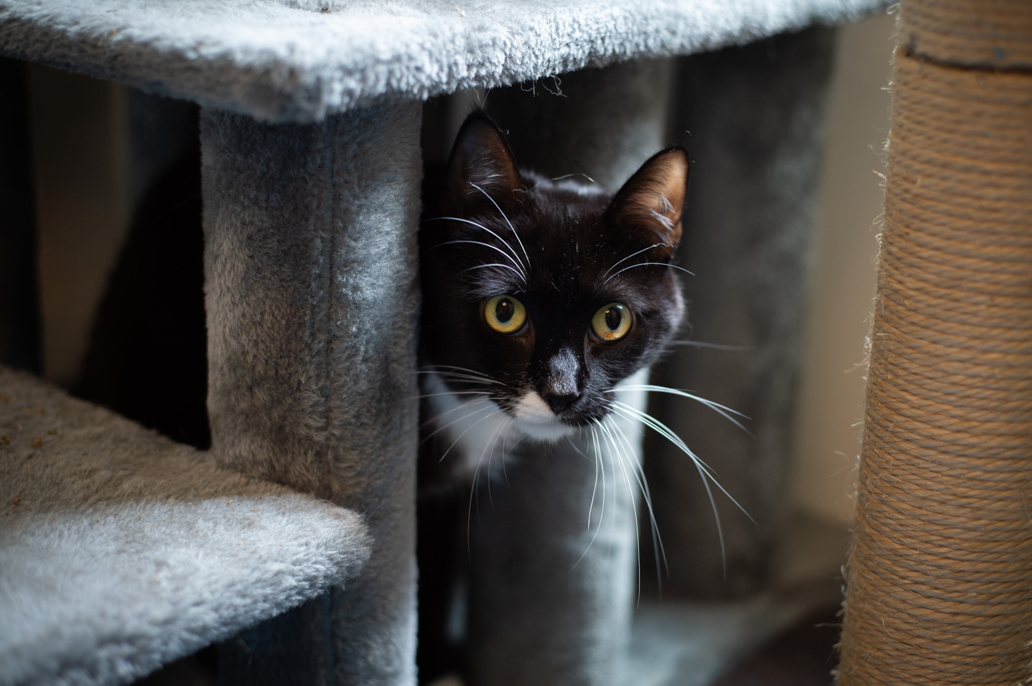 Whiskers, Young Female Domestic Short Hair