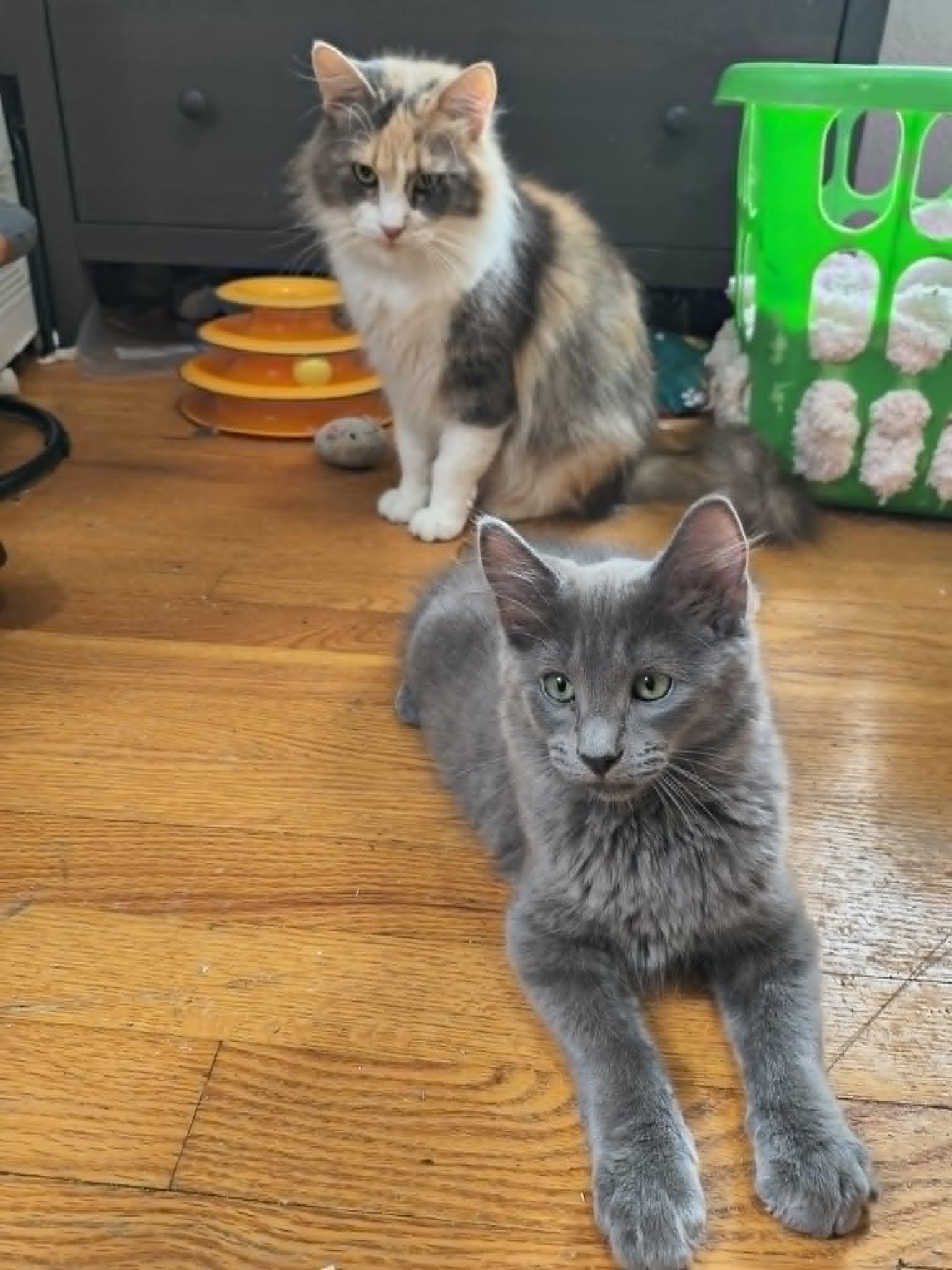 Enlarge Pickle, an adopted Domestic Short Hair in Overland Park, KS image 5/5