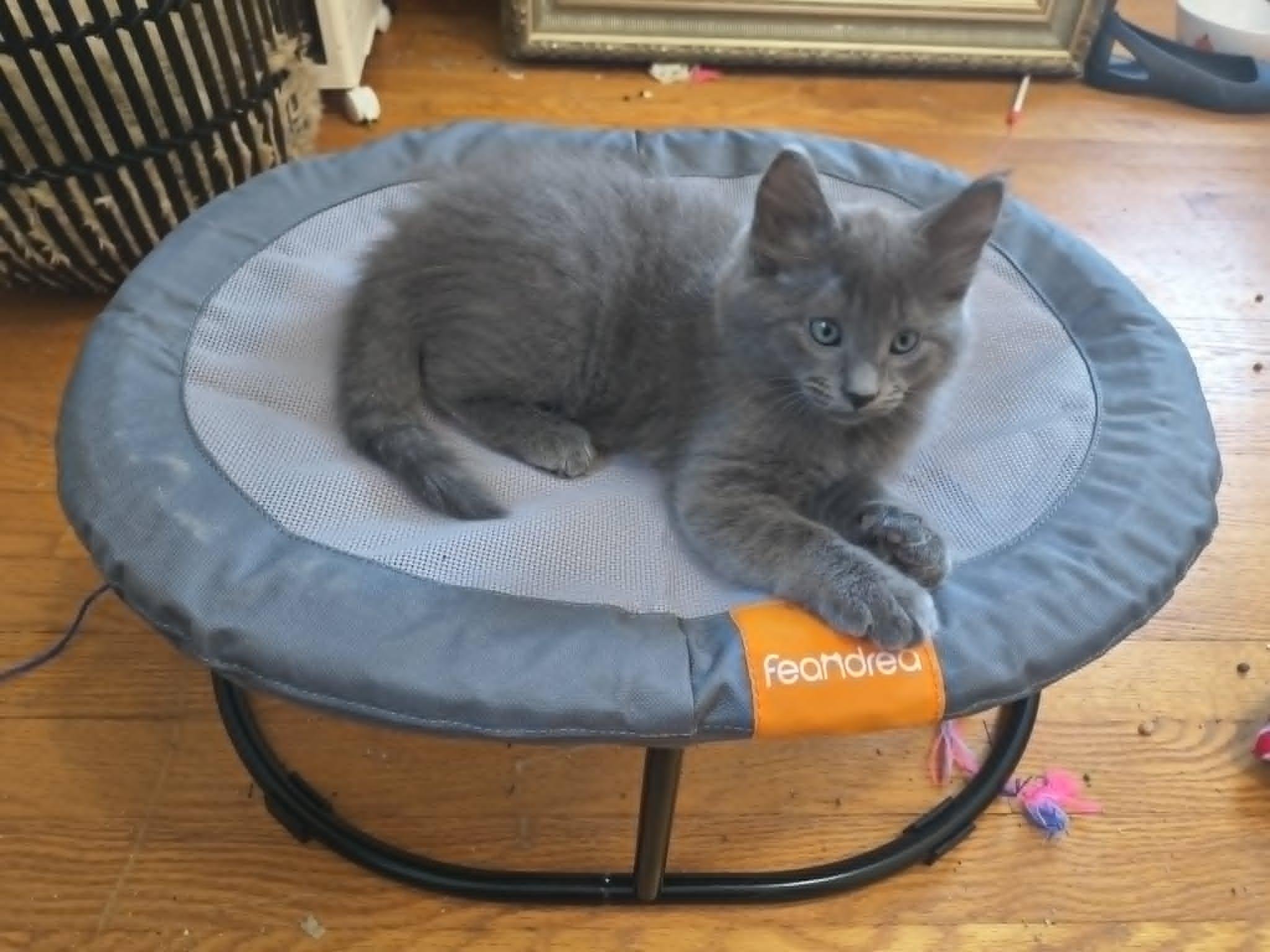 Enlarge Pickle, an adopted Domestic Short Hair in Overland Park, KS image 4/5