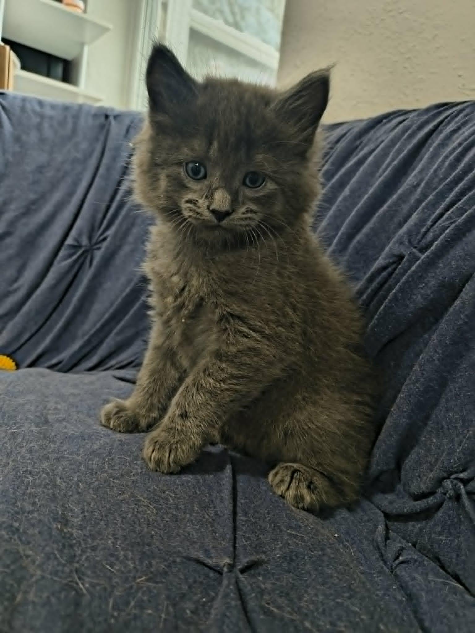 Enlarge Pickle, an adopted Domestic Short Hair in Overland Park, KS image 1/5