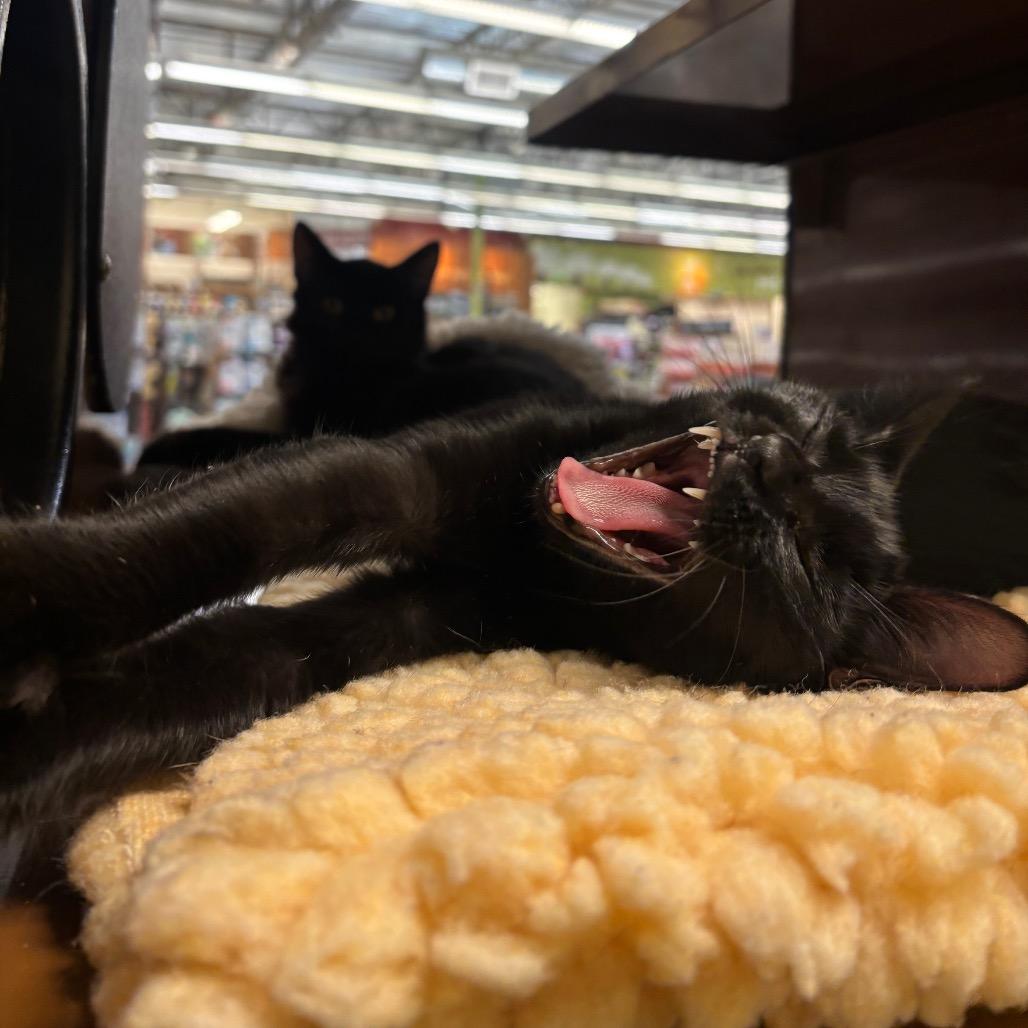 Nyx, Adoptable, Young Female Domestic Short Hair.