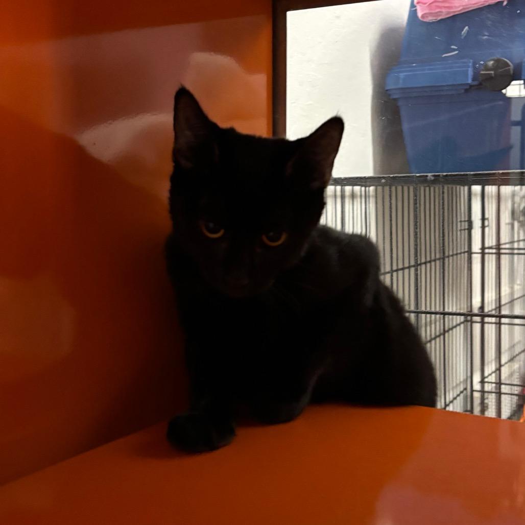 Enlarge Nyx, a Adoptable Domestic Short Hair in Morgan Hill, CA image 4/4