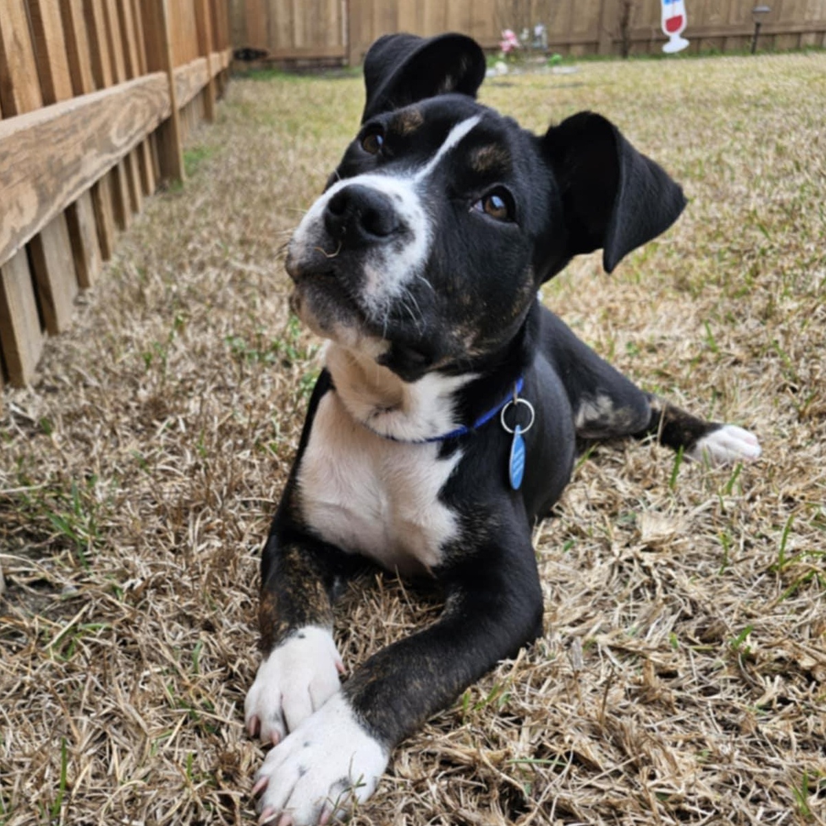 Griffin photo 6