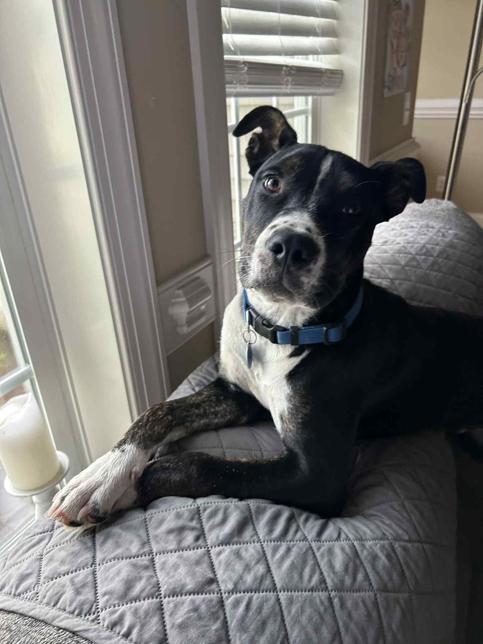 Griffin, Baby Male Boxer