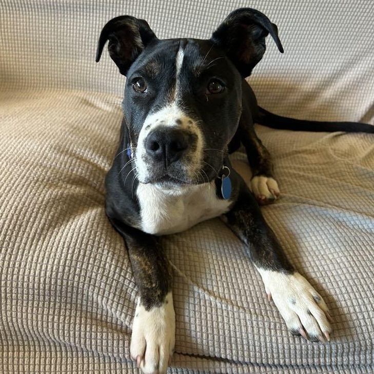 Griffin photo 5