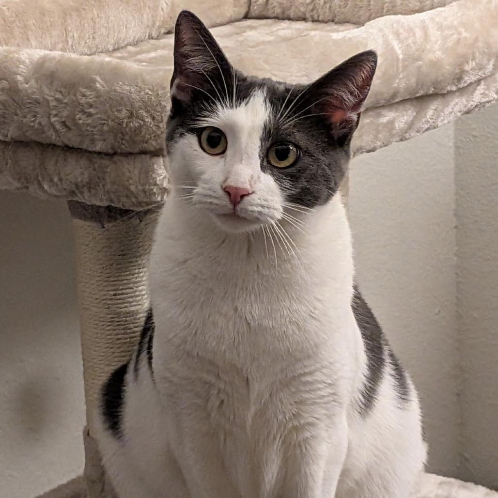 Ali, Adoptable, Adult Female Domestic Short Hair.