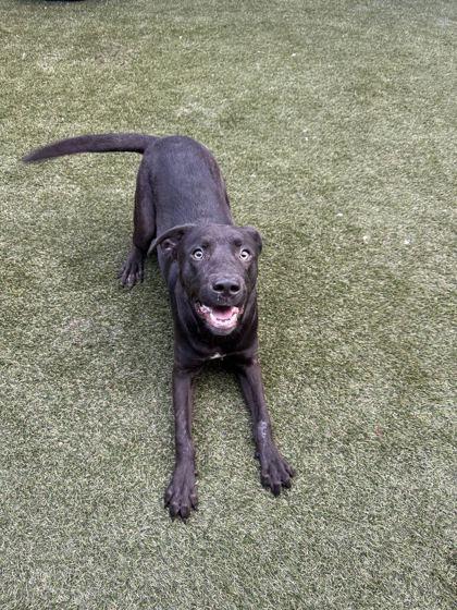 Gator, Adopted, Adult Male Mixed Breed & Mixed Breed.