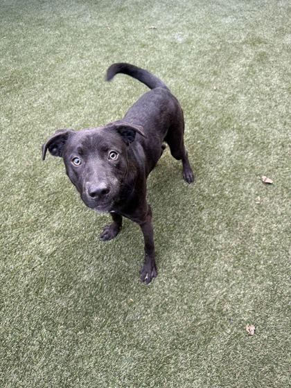 Enlarge Gator, a Adopted mixed breed in Lafayette, IN image 2/3