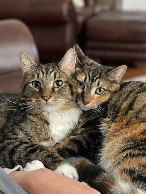 GP-Nike, Adoptable, Adult Male Domestic Short Hair.