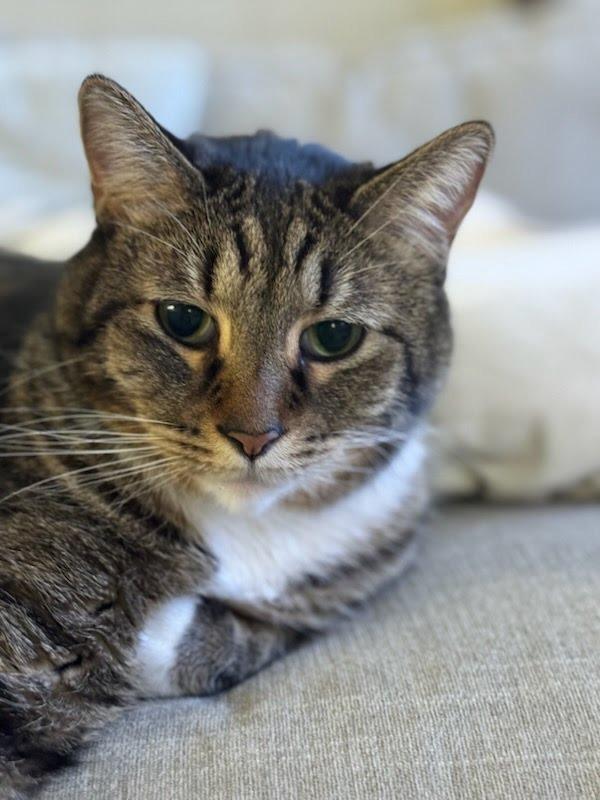 Enlarge GP-Nike, a Adoptable mixed breed in Newnan, GA image 2/3