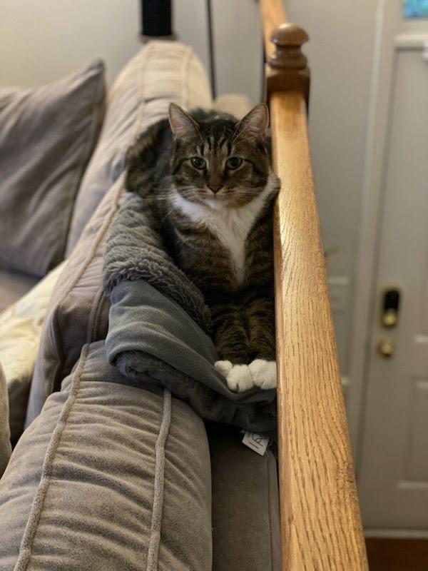 Enlarge GP-Nike, a Adoptable mixed breed in Newnan, GA image 3/3