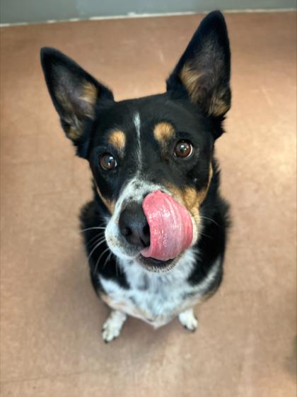 Cruize, a Adoptable Mixed Breed in Rapid City, SD image 5/6