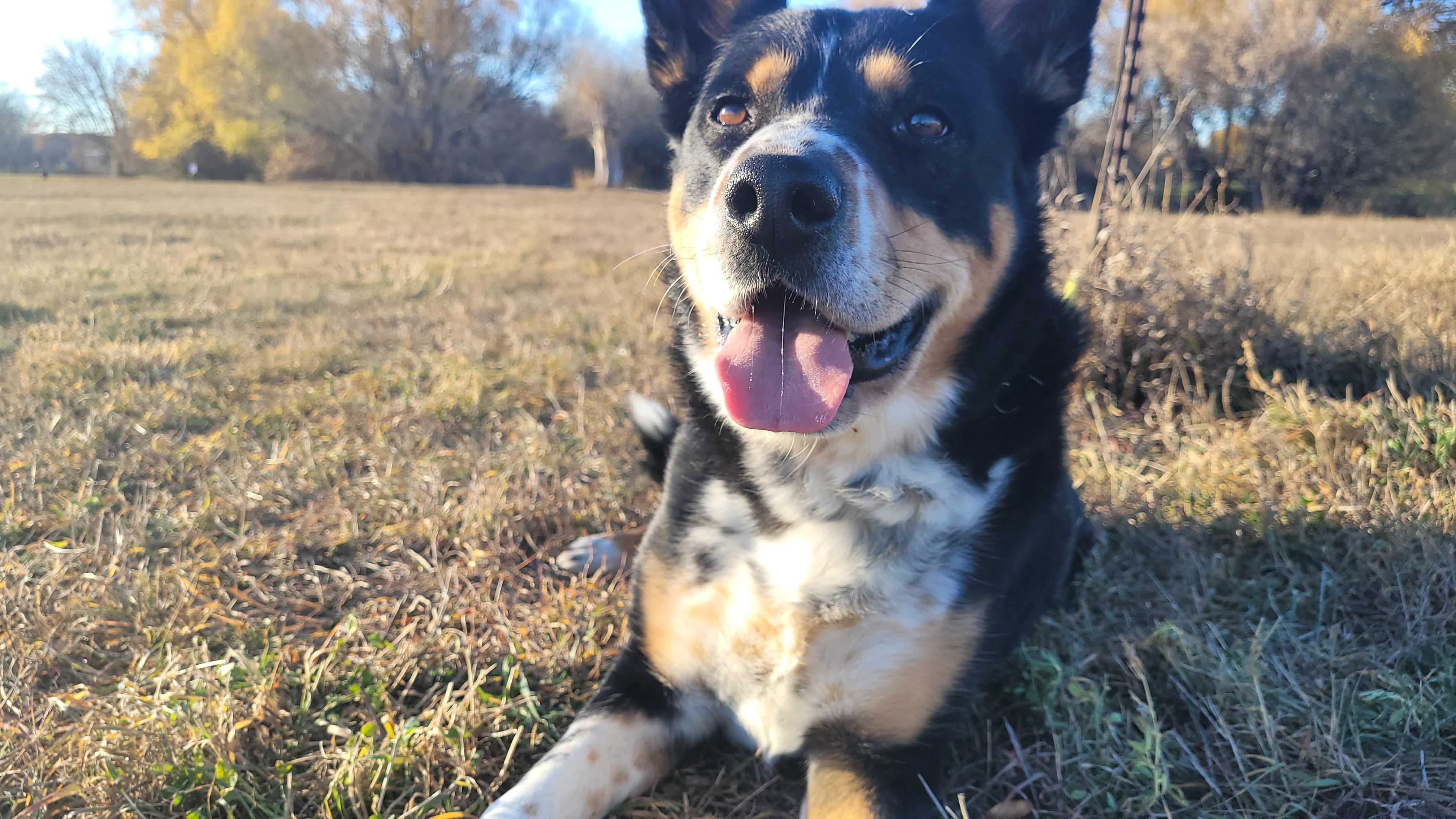 Cruize, a Adoptable Mixed Breed in Rapid City, SD image 6/6