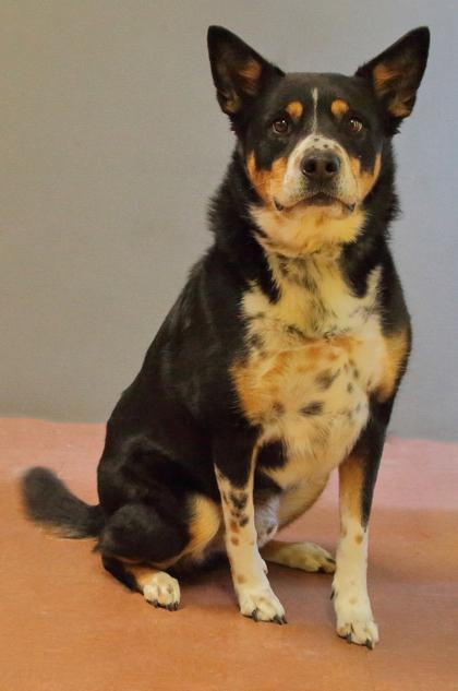 Cruize, a Adoptable Mixed Breed in Rapid City, SD image 3/6