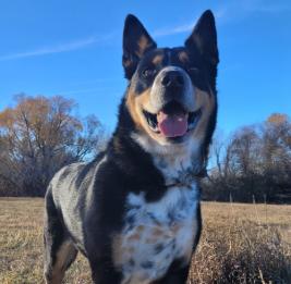 Cruize, Adoptable, Adult Male Mixed Breed.