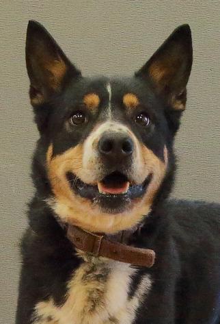 Cruize, a Adoptable Mixed Breed in Rapid City, SD image 4/6