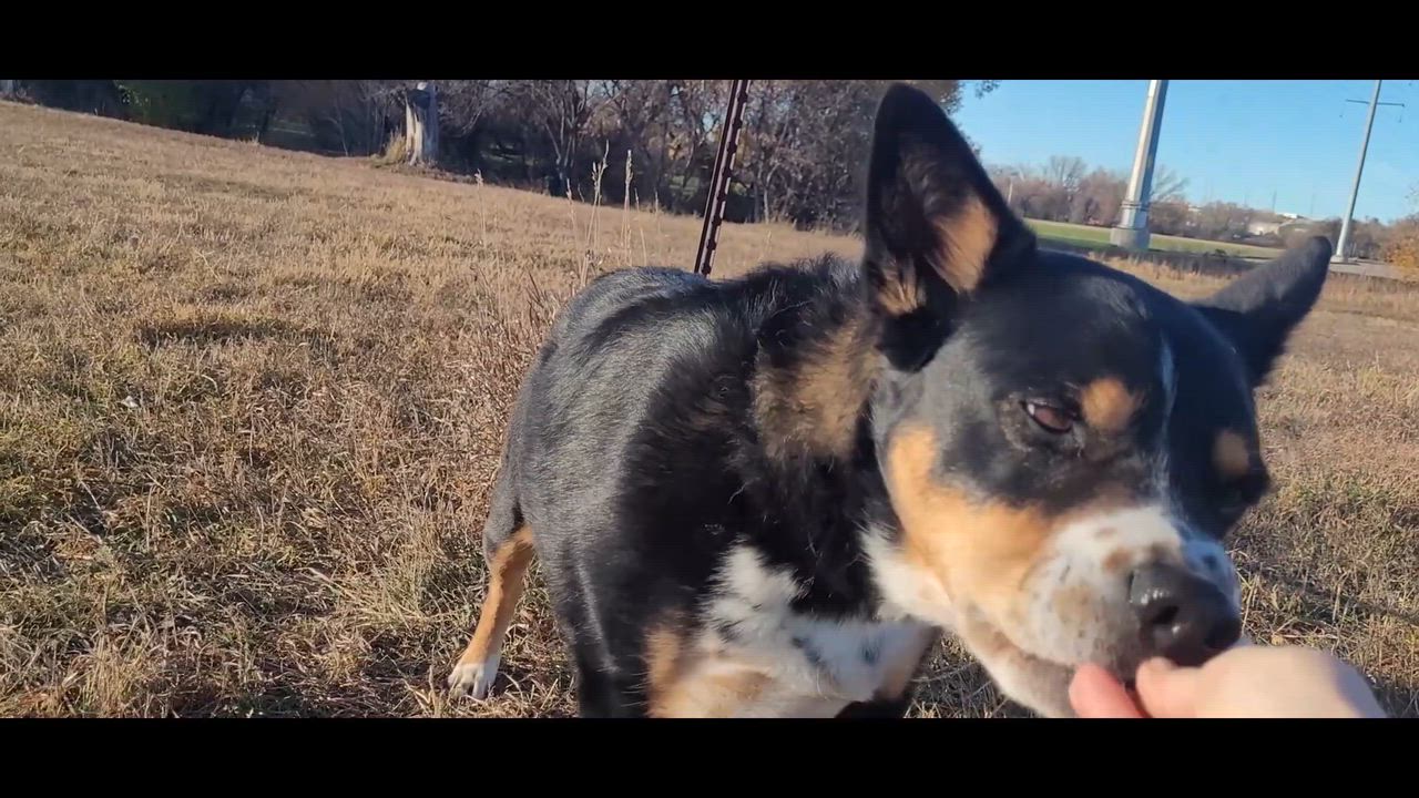 Enlarge Cruize, a Adoptable Mixed Breed in Rapid City, SD video 2/6