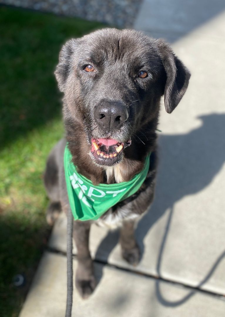 Enlarge Astro, a Adoptable mixed breed in lynnwood , WA image 2/6