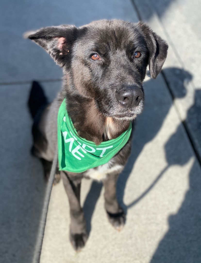Enlarge Astro, a Adoptable mixed breed in lynnwood , WA image 3/6